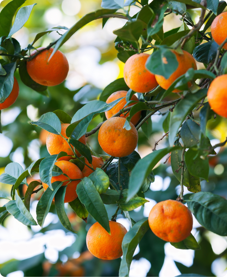fruits