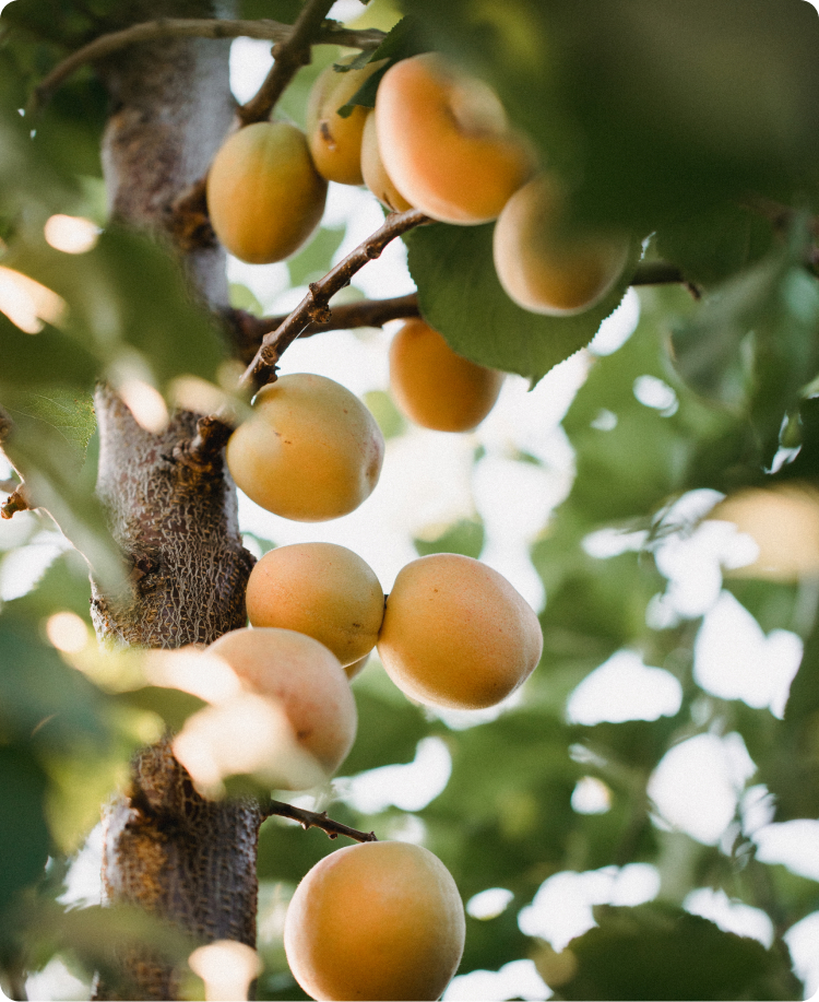 peaches
